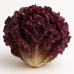 LECHUGA MORADA